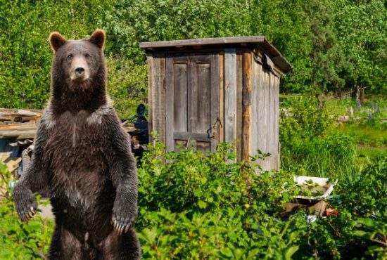Urs împușcat de o româncă după ce a intrat în WC-ul din curte și a lăsat colacul sus