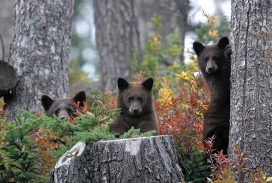 Urșii au depășit românii și au devenit minoritatea etnică principală în Harghita