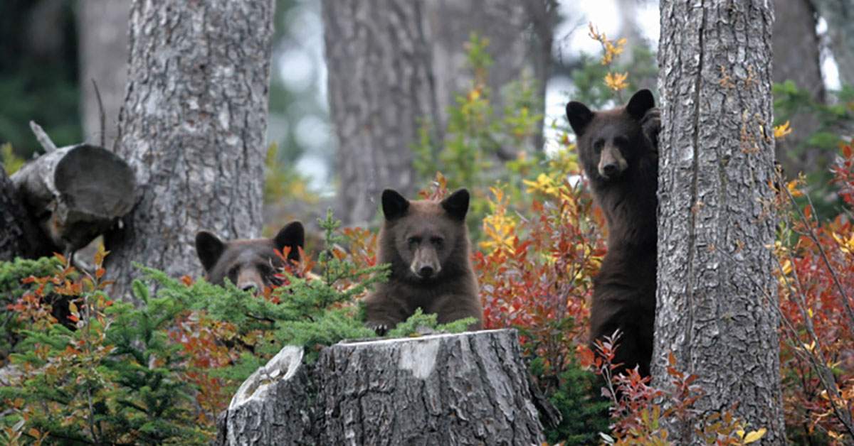 Urșii au depășit românii și au devenit minoritatea etnică principală în Harghita