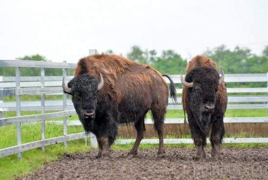 Alertă falsă. Cei doi bizoni evadați de la Zoo Târgu-Mureș erau primarul și prefectul