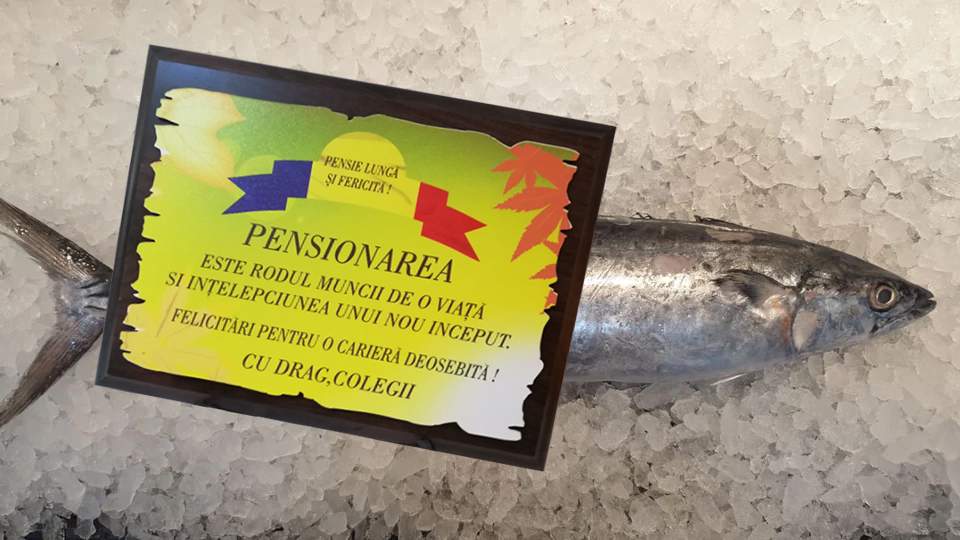 După 65 de ani în congelatorul unui restaurant din Mamaia, un peşte a ieşit la pensie