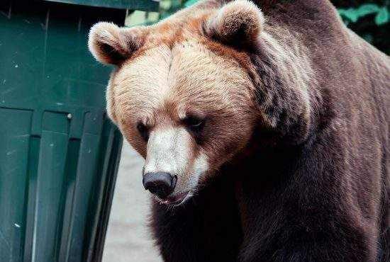 Un urs a fost în city break la Napoli şi acum strâmbă din nas la tomberoanele din Braşov