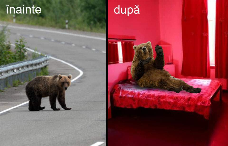 Sătul de stat la şosea, un urs şi-a luat o garsonieră unde oferă selfie-uri turiştilor generoşi