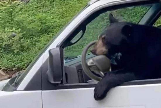 Un urs aflat pe marginea șoselei, lovit de o mașină condusă de un urs drogat