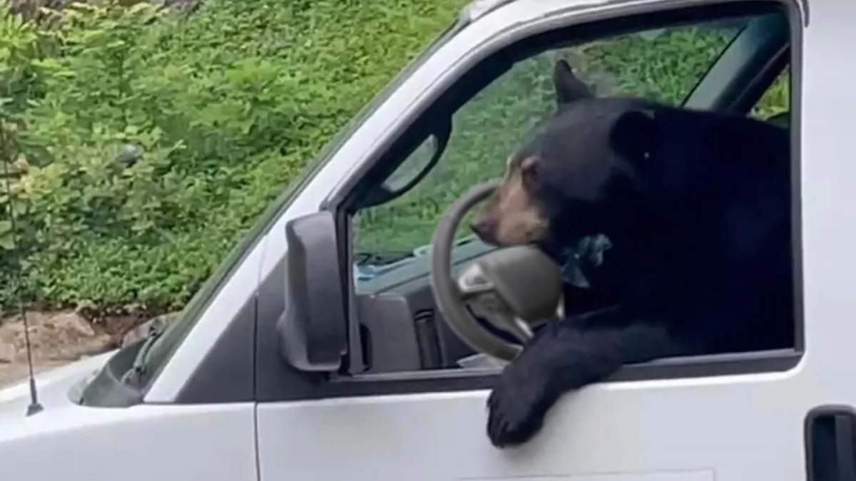 Un urs aflat pe marginea șoselei, lovit de o mașină condusă de un urs drogat