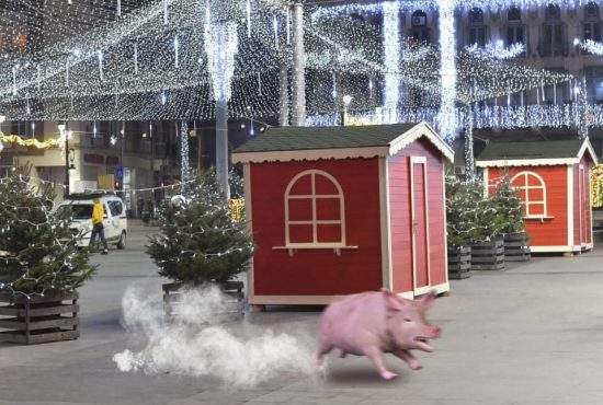 Un craiovean dă Primăria în judecată: „Mi-a fugit porcul când a văzut luminiţele de Crăciun”