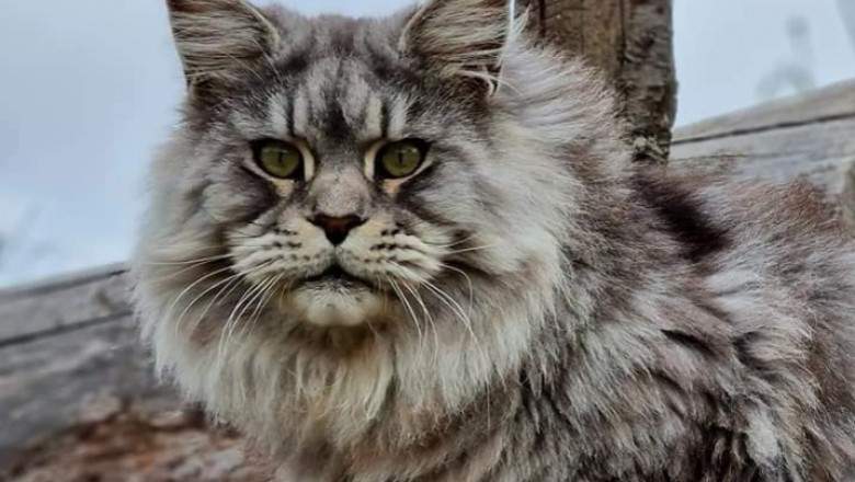 Cea mai frumoasă pisică din lume, descalificată după ce a început să latre