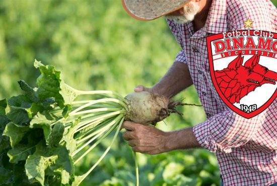 Ca să facă niște bani, Dinamo va planta sfeclă pe teren