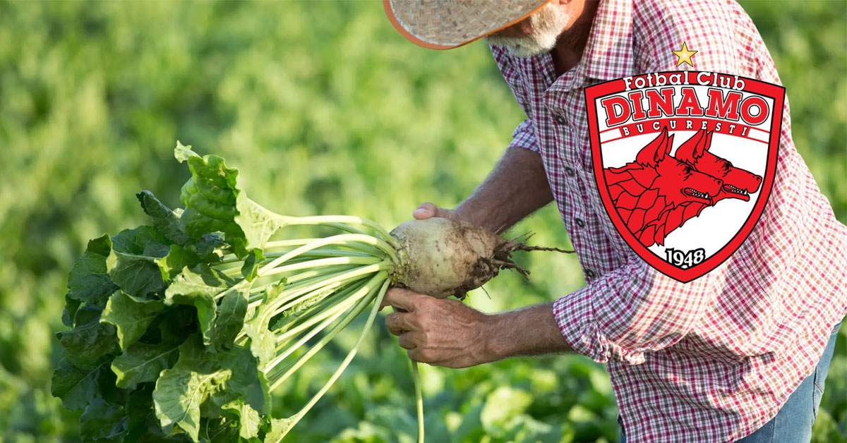 Ca să facă niște bani, Dinamo va planta sfeclă pe teren