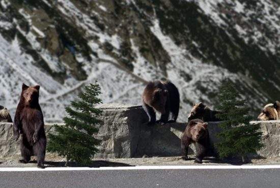 Pont! Cei mai ieftini brazi de Crăciun îi vând urșii pe Transfăgărășan