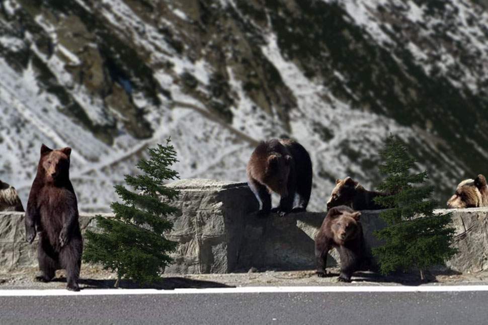 Pont! Cei mai ieftini brazi de Crăciun îi vând urșii pe Transfăgărășan