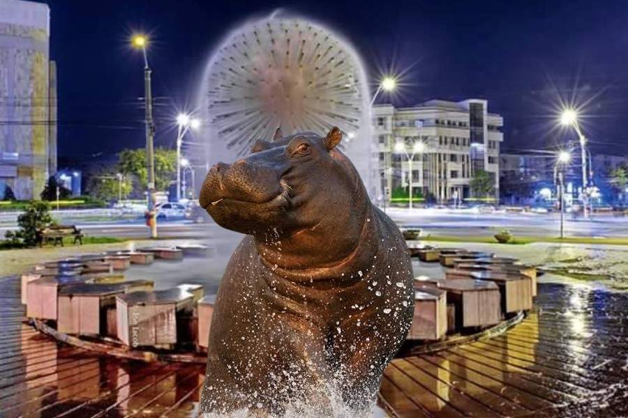 După ce un urs a fost văzut în Brăila, gălățenii se laudă că ei au văzut un hipopotam