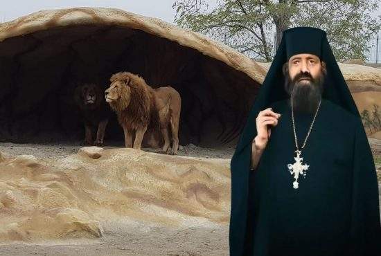 Leii de la Zoo Vâlcea au mâncat preotul care intrase să sfințească cușca