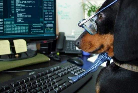 Un IT-ist și-a dresat câinele să latre când vede un bug în cod
