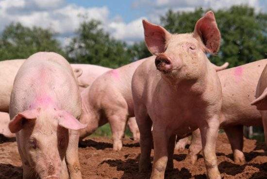 Universitatea Spiru Haret și-a făcut fermă cu porcii primiți ca mită de la studenți