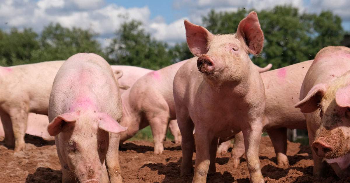 Universitatea Spiru Haret și-a făcut fermă cu porcii primiți ca mită de la studenți