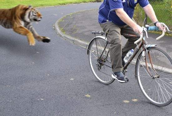 Biciclist cu datorii, fugărit de un tigru pe strada lui Nuţu Cămătaru din Rahova