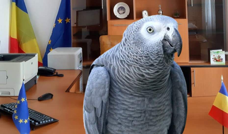 Un papagal dresat să zică „Dosar cu şină” şi „Veniţi mâine” a ajuns inspector şef ANAF