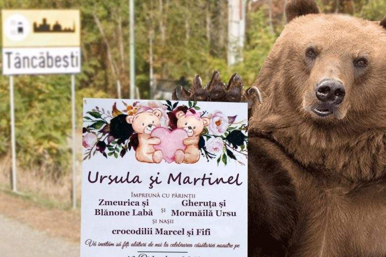 Ursul prins la Snagov susţine că mergea la Zoo Băneasa, la nunta unui văr