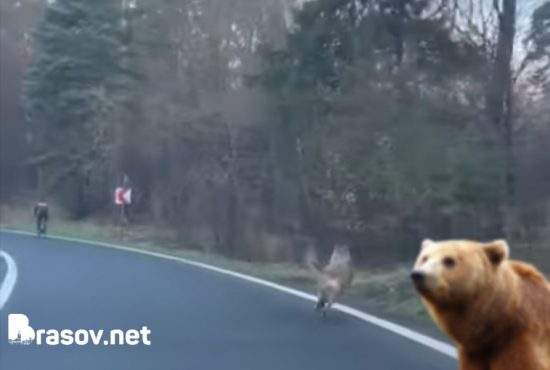 Biciclist fugărit de un lup fugărit de un urs pe drumul de Poiană