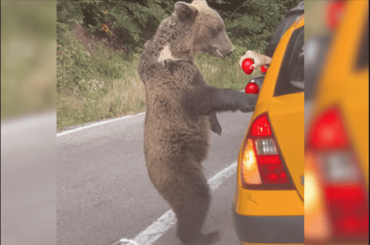 Turiștii, tot mai tâmpiți. Unul a vrut să ciocnească oul cu un urs pe Transfăgărășan