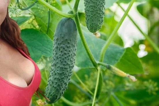 O fermieră care și-a făcut mărire de sâni a obținut o recoltă triplă de castraveți