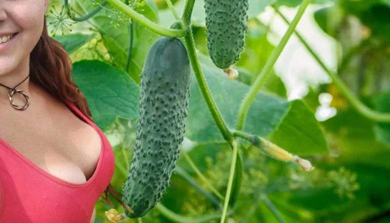 O fermieră care și-a făcut mărire de sâni a obținut o recoltă triplă de castraveți