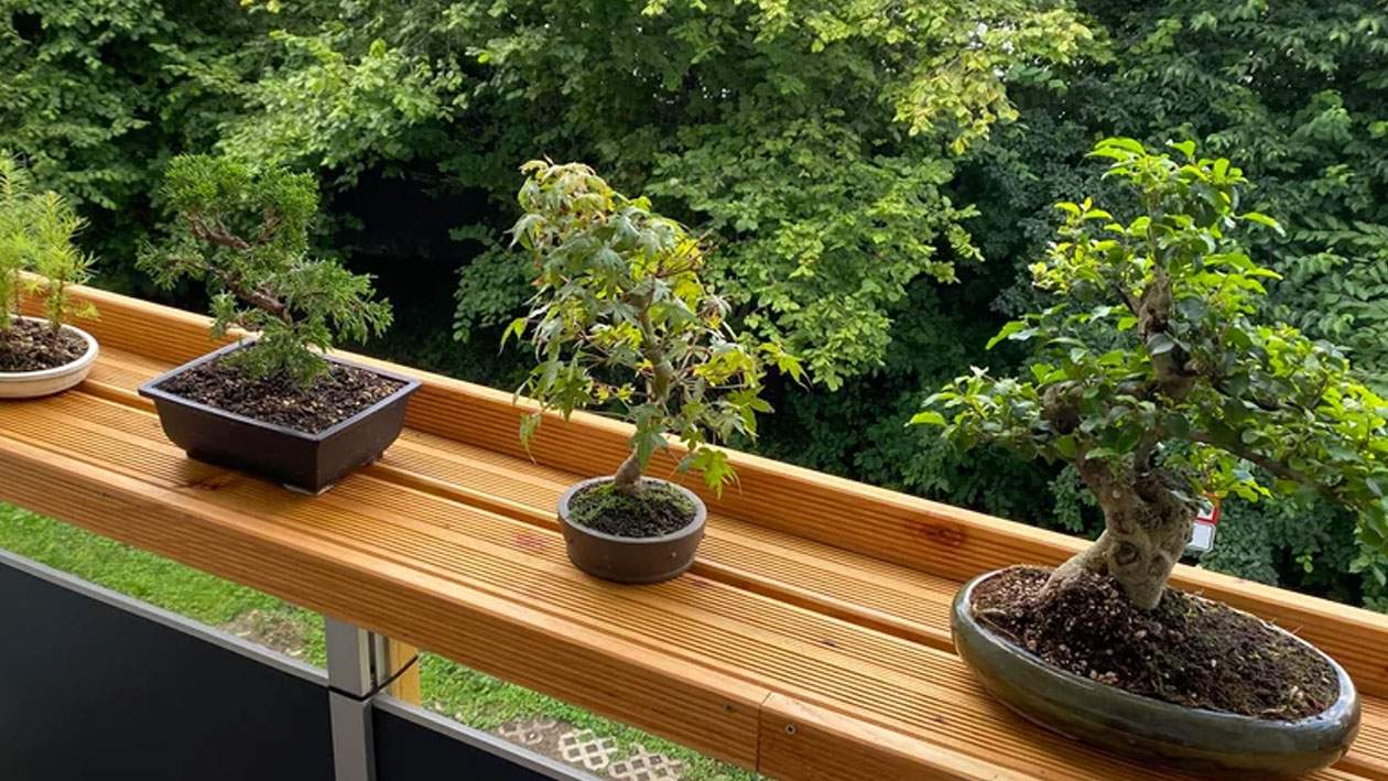 Patru Dacii Spring, grav avariate de o creangă de bonsai căzută peste ele