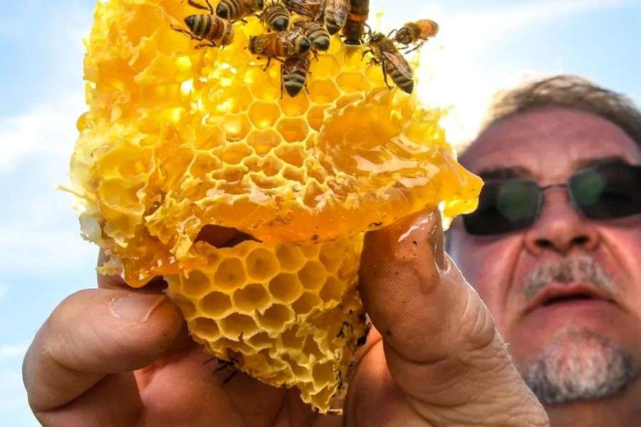 7 alte vietăți care pot fi mâncate în afară de gândaci