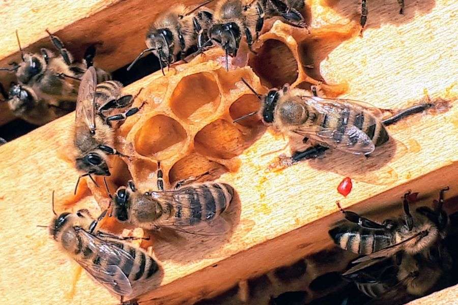 7 detalii fascinante despre viaţa la stup a albinelor