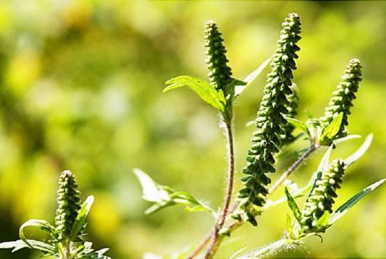 7 indicii că ești alergic la ambrozie