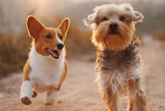 7 povești de succes din lumea animalelor României