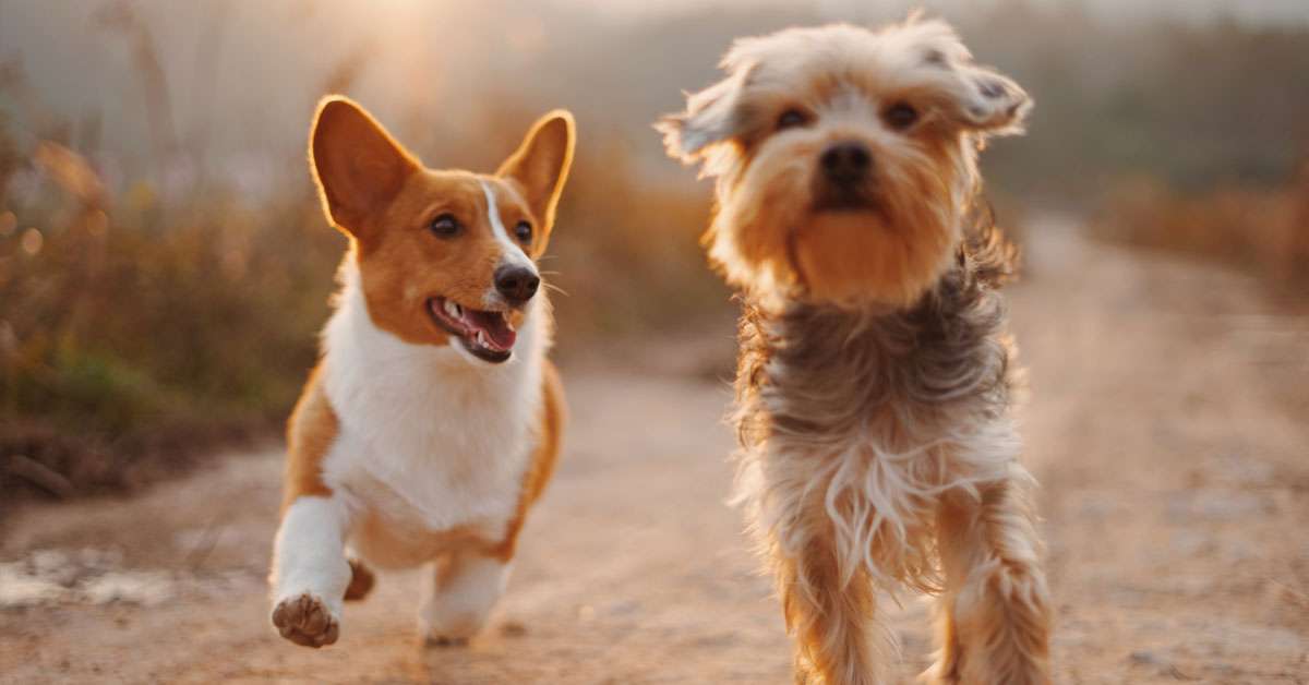 7 povești de succes din lumea animalelor României