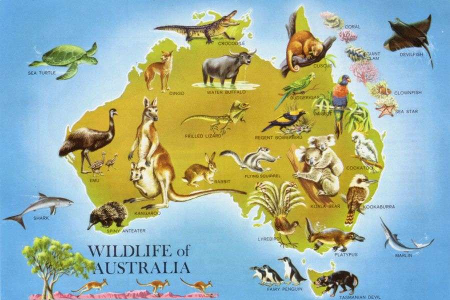 7 lucruri interesante despre animalele din Australia