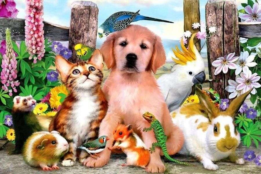 7 lucruri stranii despre animalele de companie și de curte ale românilor