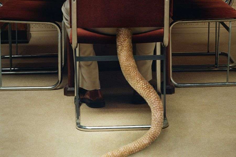 7 motive pentru care oamenilor le-ar prinde bine să aibă coadă