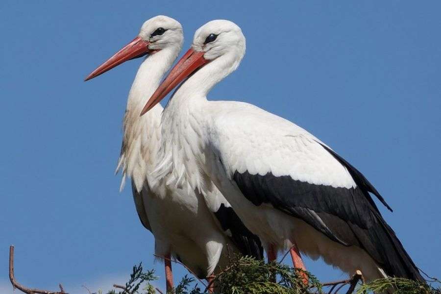 7 lucruri fascinante despre berze