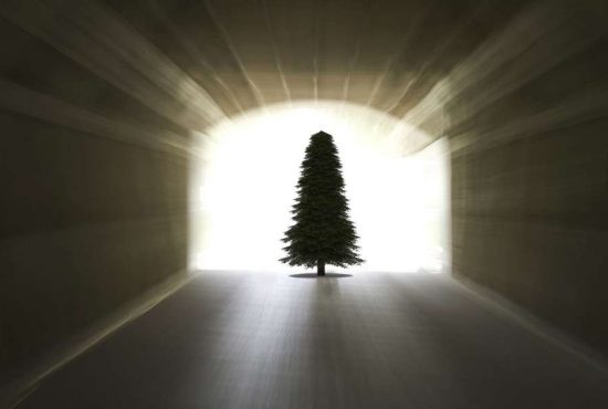 7 indicii că ai fost un brad într-o viață anterioară