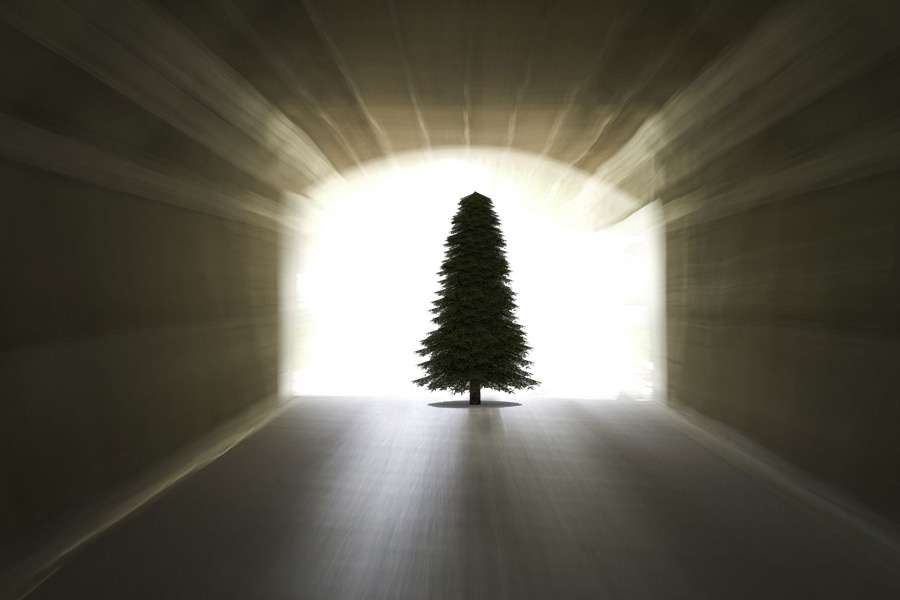 7 indicii că ai fost un brad într-o viață anterioară