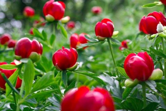 7 lucruri inedite despre noua floare națională a României, bujorul;