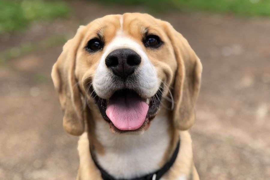 7 lucruri pentru care câinii sunt invidioși față de oameni