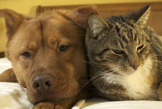 7 dovezi clare că animalele sunt mai inteligente decât oamenii