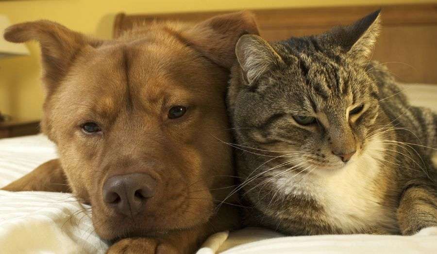 7 dovezi clare că animalele sunt mai inteligente decât oamenii