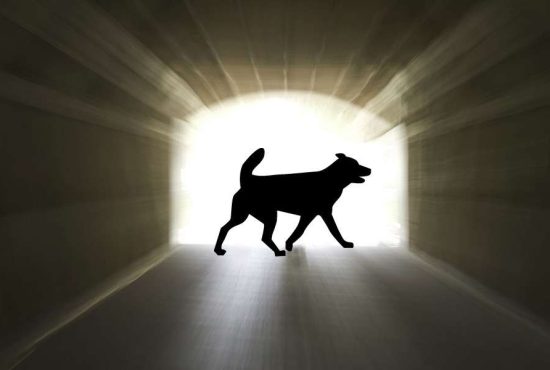 7 indicii că ai fost un câine într-o viață anterioară