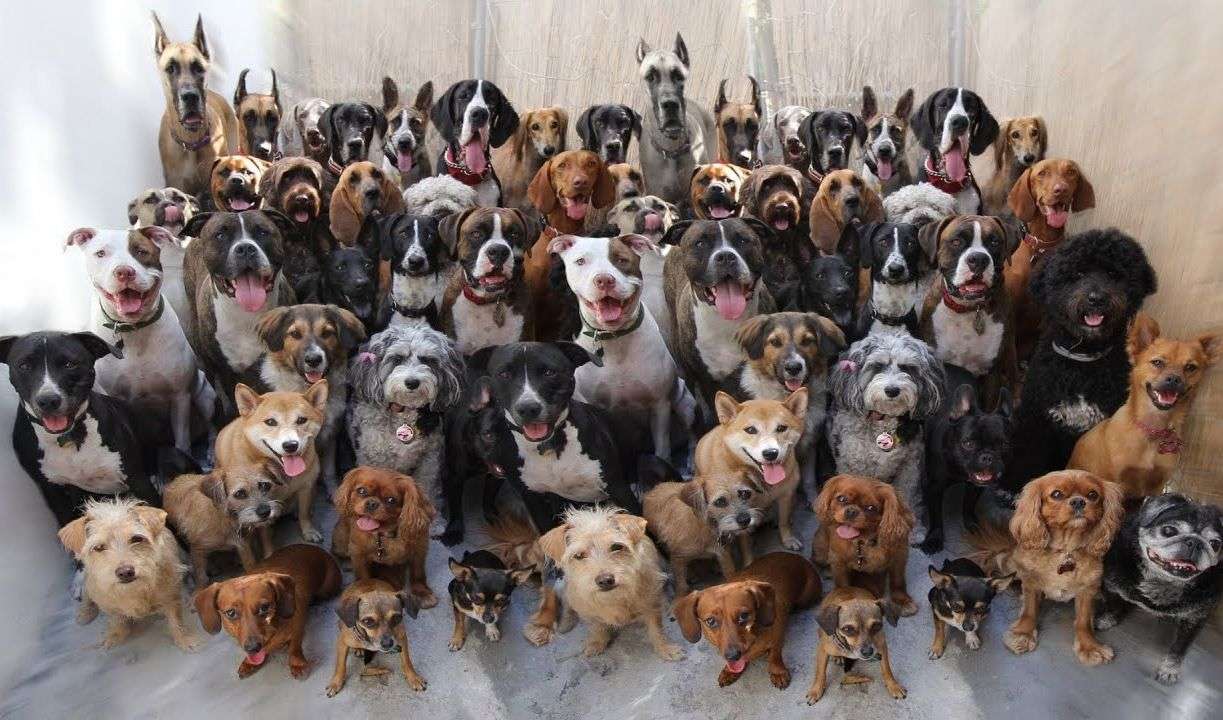 Alte 7 rase de câini de care nu ştiai