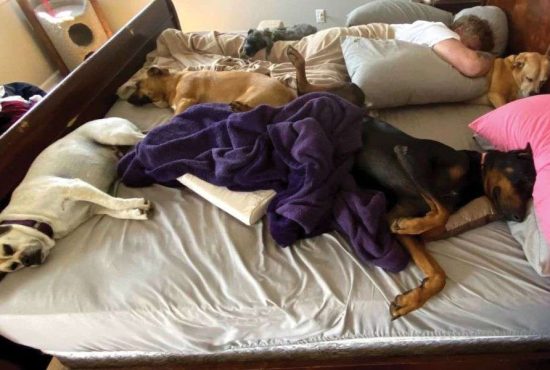 7 motive pentru care merită să dormi cu animalul în pat