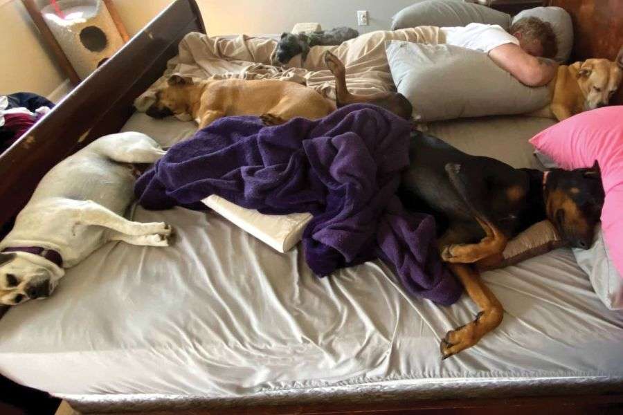 7 motive pentru care merită să dormi cu animalul în pat