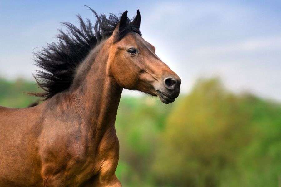 Toţi cei 7 cai ai celebrului haiduc Şaptecai