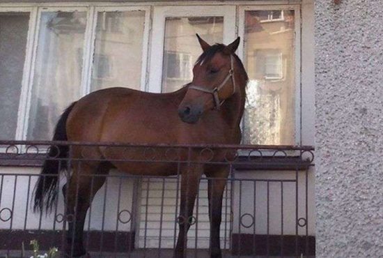 7 sfaturi pentru crescătorii de cai în balcon