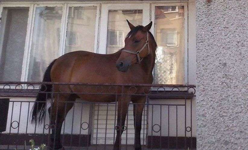 7 sfaturi pentru crescătorii de cai în balcon